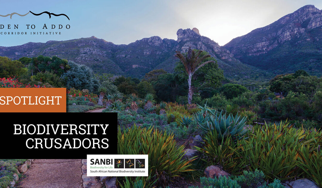 This month’s spotlight:  How SANBI is working towards restoring biodiversity.