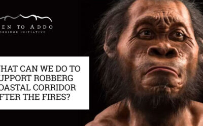 Join the Landowner Association of the Robberg Coastal Corridor on 2 March for a talk on Homo Naledi by Prof. Lee Berger