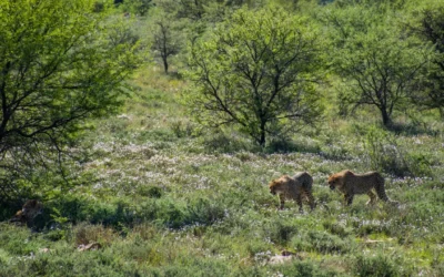 Protecting cheetahs, island style