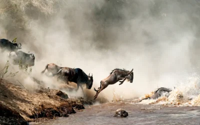 Daily Maverick Animal Migration Article